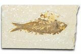Detailed Fossil Fish (Knightia) - Wyoming #334388-1